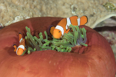 Amphiprion percula