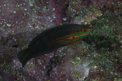 Halichoeres biocellatus