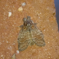 Peridea bordeloni