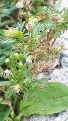 Matricaria discoidea