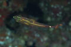 Ostorhinchus dispar