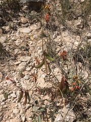 Hoffmannseggia oxycarpa