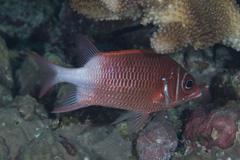 Sargocentron caudimaculatum