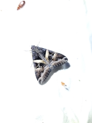 Melipotis perpendicularis