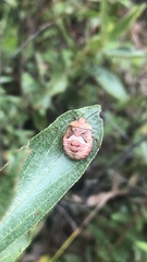 Chinavia pensylvanica
