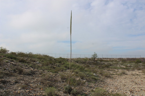 Agave nickelsiae