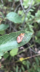 Chinavia pensylvanica