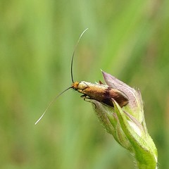 Nemophora minimella