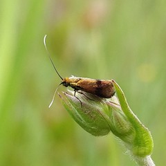 Nemophora minimella
