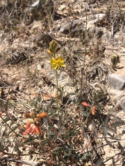 Hoffmannseggia oxycarpa