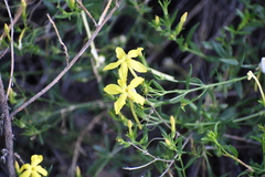 Menodora longiflora