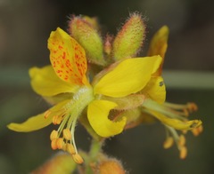 Hoffmannseggia oxycarpa