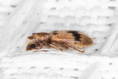 Notoxus desertus