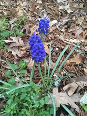 Muscari neglectum