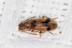 Notoxus desertus