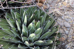 Agave nickelsiae