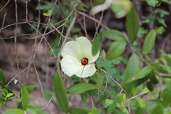 Hibiscus acicularis