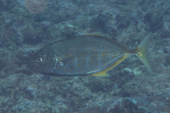 Flavocaranx bajad
