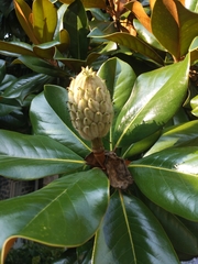 Magnolia grandiflora