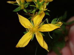 Hypericum perforatum perforatum