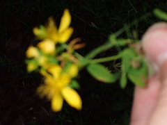 Hypericum perforatum perforatum