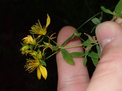 Hypericum perforatum perforatum