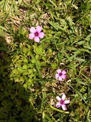 Oxalis articulata