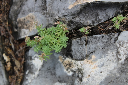 Sedum potosinum