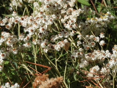 Pyraustinae