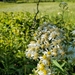 photo of Flat-top White Aster (Doellingeria umbellata)