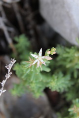 Sedum potosinum