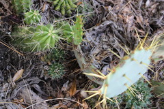 Mammillaria melanocentra melanocentra