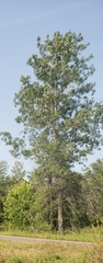Populus deltoides