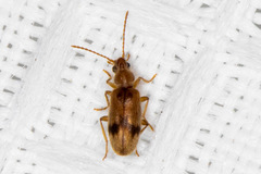 Notoxus desertus