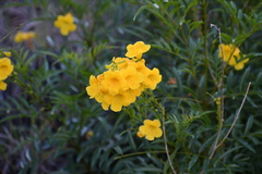 Tecoma stans angustata