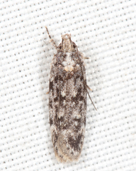 Chionodes formosella