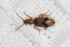Notoxus desertus
