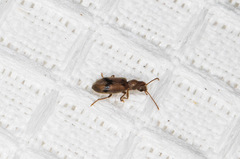 Notoxus desertus