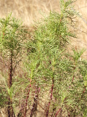 Senecio pinnatus