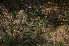 Epilobium glandulosum