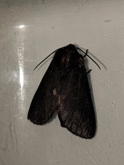 Lepidoptera