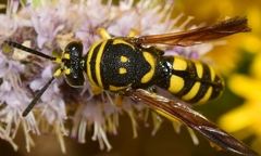 Leucospis gigas