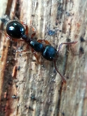 Myrmecina graminicola