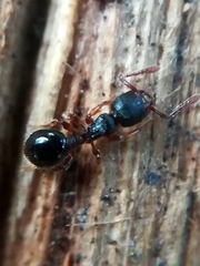 Myrmecina graminicola