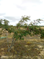 Libidibia ferrea ferrea