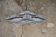 Menophra harterti