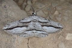 Menophra harterti