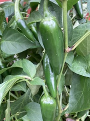 Capsicum annuum annuum