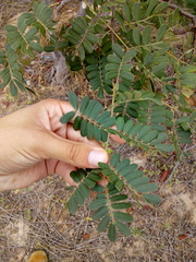 Libidibia ferrea ferrea