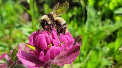 Bombus kirbiellus